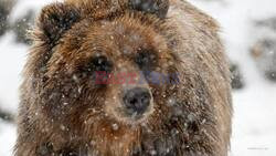 Let It Snow! Brookfield Zoo's Animals Frolic As Chicago Turns White