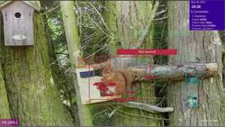 Artificial Intelligence 'Set To Save The Red Squirrel'