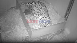 Extremely Endangered Amur Leopard Cubs Born At Colchester Zoo