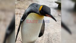 Gay Penguin Gets 'Sex Change' After Being Misgendered For Years