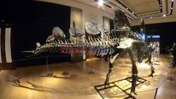 Jurassic Icons: Allosaurus & Stegosaurus Dinosaurs for sale at Christies