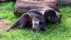 Otterly Pupperly! Adorable Triplets Born At Woburn Safari Park