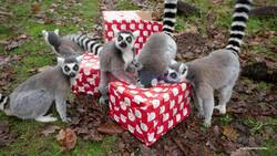 Festive Fun At UK Safari Park: Animals Unwrap Christmas Treats