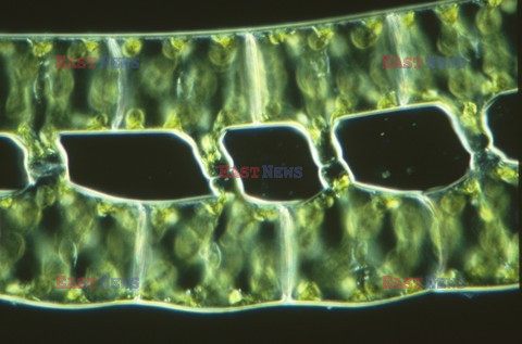 Science Source Feb 2010