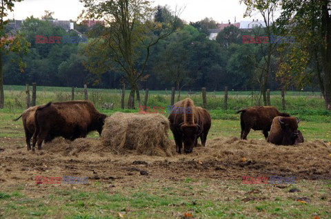 Świętokrzyskie MaBa