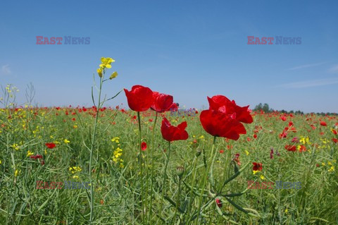 Podlasie Marek Bazak