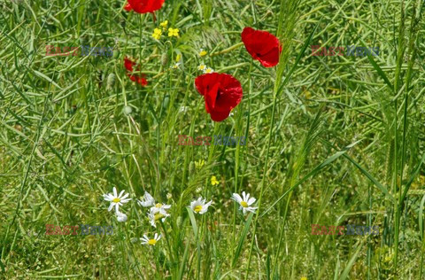 Podlasie Marek Bazak