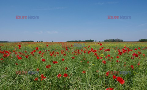 Podlasie Marek Bazak