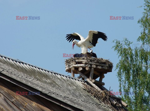 Podlasie Marek Bazak