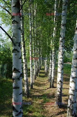 Podlasie Marek Bazak