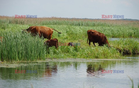 Podlasie Marek Bazak