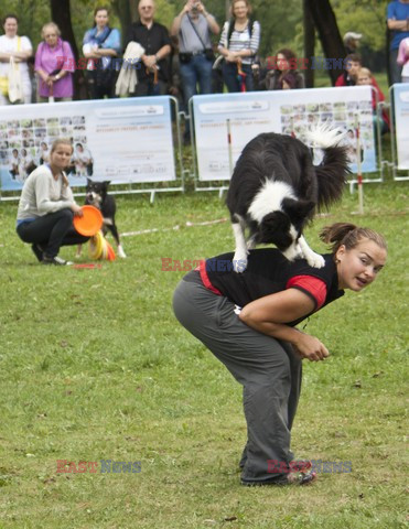 IV Parada Labradorow na Polach Mokotowskich