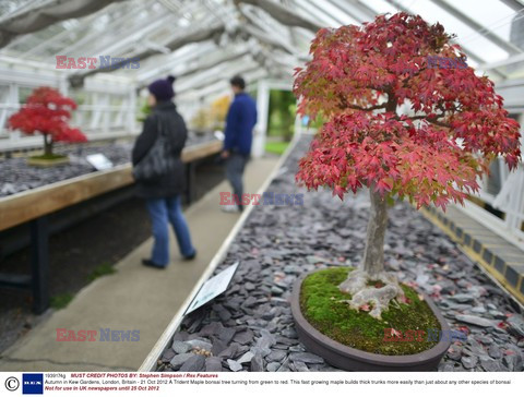 Autumn in Kew Gardens