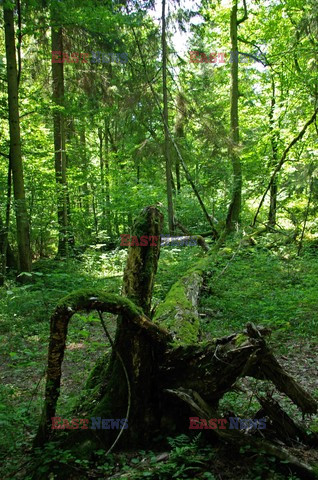 Podlasie Marek Bazak