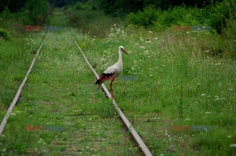 Podlasie Marek Bazak