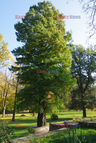 Śląskie MaBa