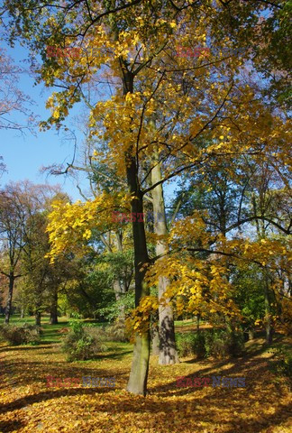 Śląskie MaBa