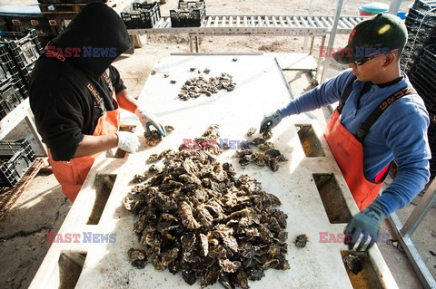 Hog Island Oyster Company