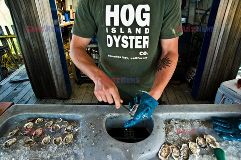 Hog Island Oyster Company