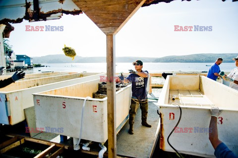 Hog Island Oyster Company