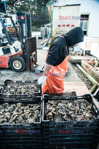 Hog Island Oyster Company