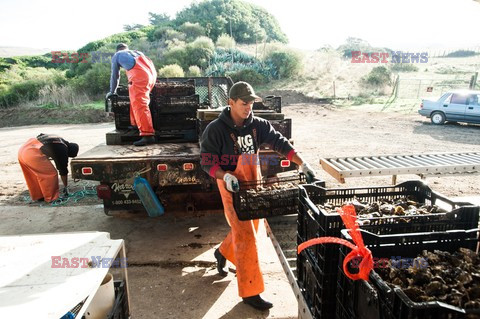 Hog Island Oyster Company