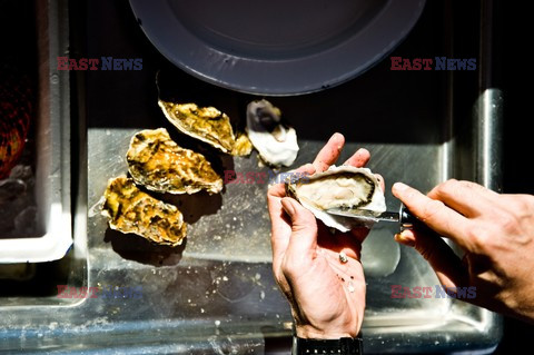 Hog Island Oyster Company