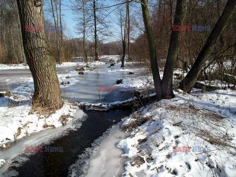 Puszcza Kampinoska KCh