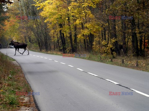 Puszcza Kampinoska KCh