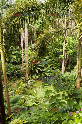 Ogród plantatora na Barbados - Andreas Von Einsiedel