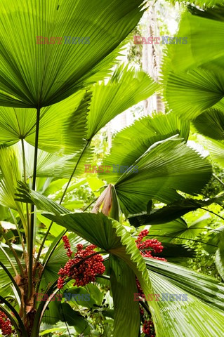 Ogród plantatora na Barbados - Andreas Von Einsiedel