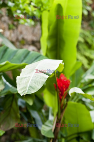 Ogród plantatora na Barbados - Andreas Von Einsiedel