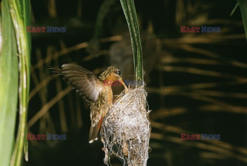 Mary Evans - Ardea HD Sept 2014