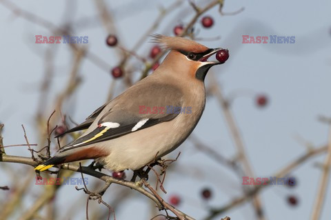 Mary Evans - Ardea HD Sept 2014