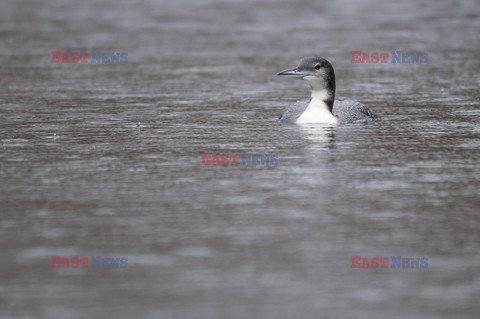 Mary Evans - Ardea HD Sept 2014