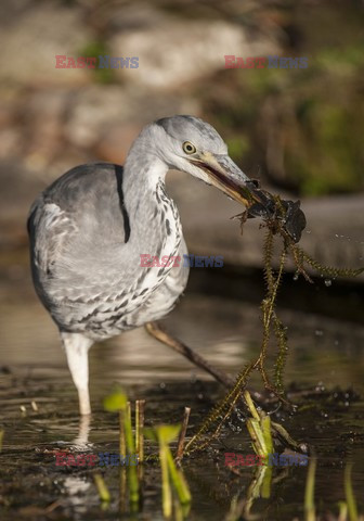 Mary Evans - Ardea HD Sept 2014