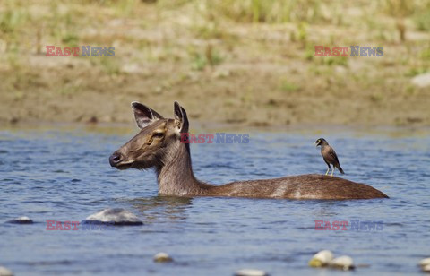 Mary Evans - Ardea HD Sept 2014