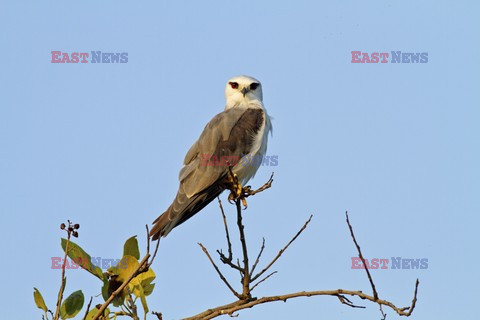 Mary Evans - Ardea HD Sept 2014