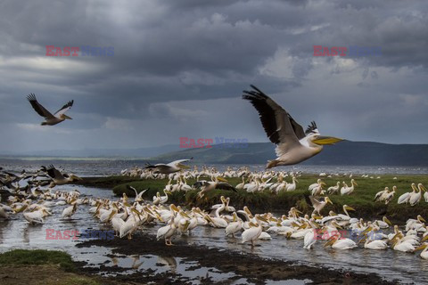 Mary Evans - Ardea HD Sept 2014