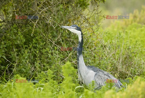 Mary Evans - Ardea HD Sept 2014