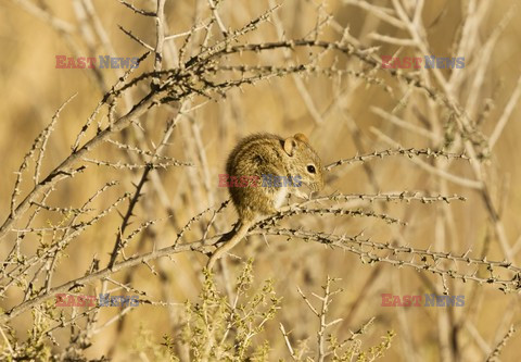 Mary Evans - Ardea HD Sept 2014