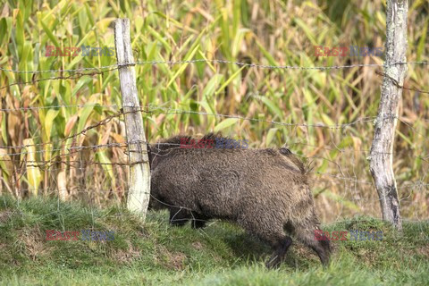 Mary Evans - Ardea HD Sept 2014