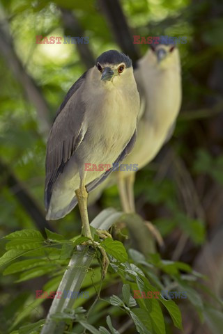 Mary Evans - Ardea HD Sept 2014