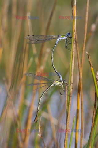 Mary Evans - Ardea HD Sept 2014