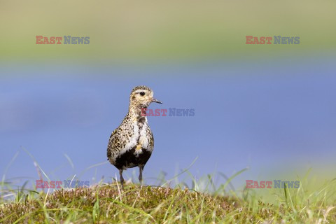 Mary Evans - Ardea HD Sept 2014