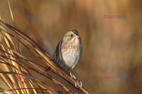 Mary Evans - Ardea HD Sept 2014