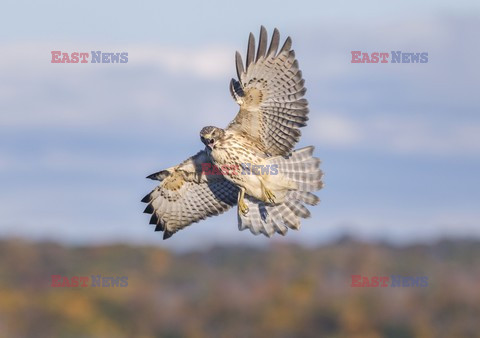 Mary Evans - Ardea HD Sept 2014