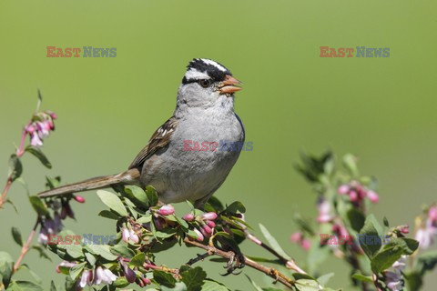 Mary Evans - Ardea HD Sept 2014