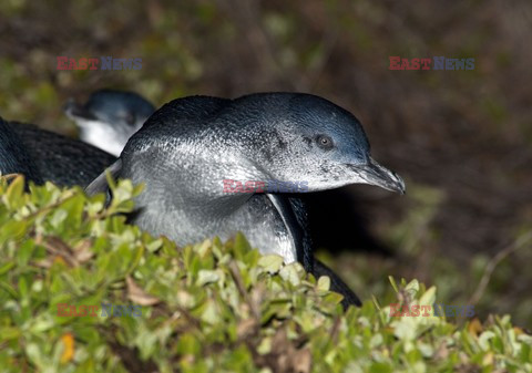 Mary Evans - Ardea HD Sept 2014