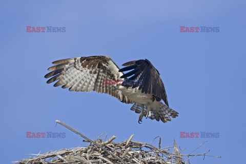 Mary Evans - Ardea HD Sept 2014